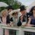 Panství Downton: Velké finále 