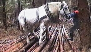 Promítání starých fotografií