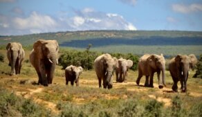 AFRIKOU z Austrálie do Evropy vlastním obytňákem