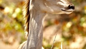 AFRIKOU z Austrálie do Evropy vlastním obytňákem