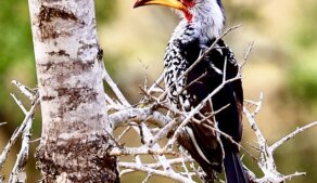 AFRIKOU z Austrálie do Evropy vlastním obytňákem