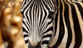 AFRIKOU z Austrálie do Evropy vlastním obytňákem