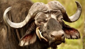 AFRIKOU z Austrálie do Evropy vlastním obytňákem